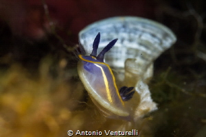 A Felimare nudi emerges from a seaweed called Padina pavo... by Antonio Venturelli 